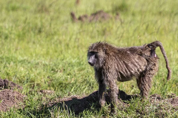 maymun Afrika Savannah Kenya
