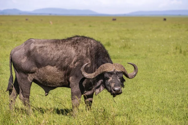 Early morning light on a herd of buffalo — Stock Photo, Image