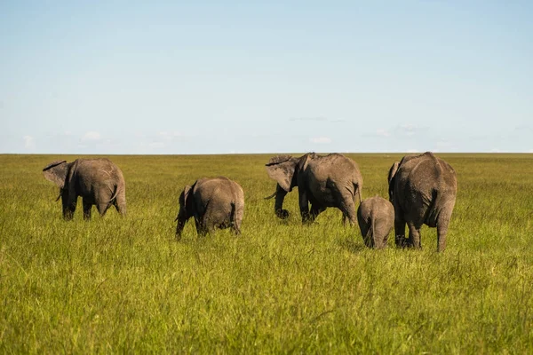 Aile Kenya Afrika Serengeti doğa Park fil