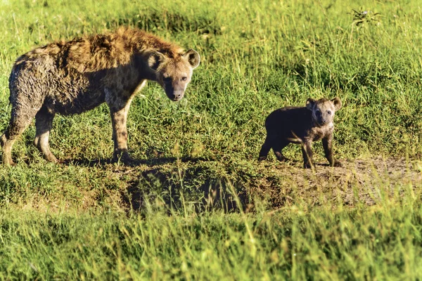 Benekli sırtlan, (Crocuta crocuta), yeşil çim seyir ayakta