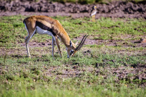 Een mooie Topi antelope over het groen grasland — Stockfoto