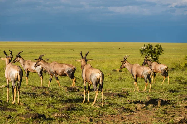 A beautiful Topi antelope on the green grassland — Stock Photo, Image