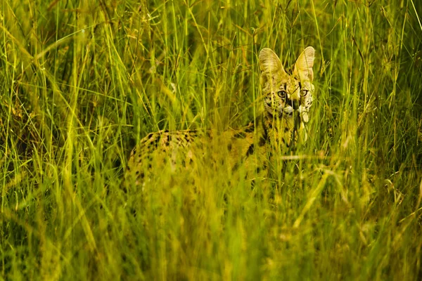 Hermosa Serval Wild Cat, Masai Mara — Foto de Stock