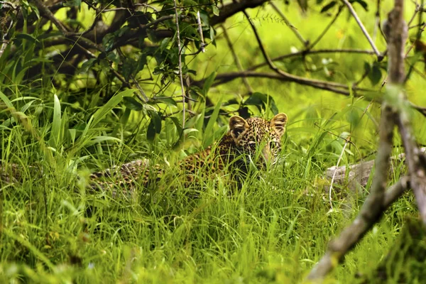 Bebé leopardo africano sentado en la hierba en Kruger Park South Afric — Foto de Stock