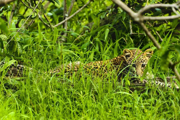 Bebé leopardo africano sentado en la hierba en Kruger Park South Afric — Foto de Stock