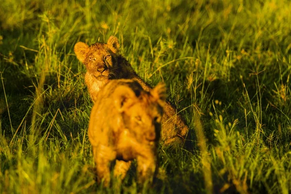 Aile aslan Afrika savana Kenya çim — Stok fotoğraf