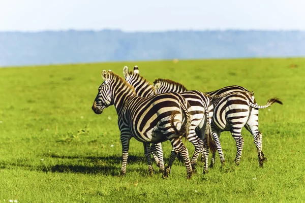 Cebra en pastizales en África, Parque Nacional de Kenia — Foto de Stock