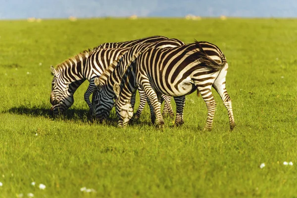 Cebra en pastizales en África, Parque Nacional de Kenia — Foto de Stock
