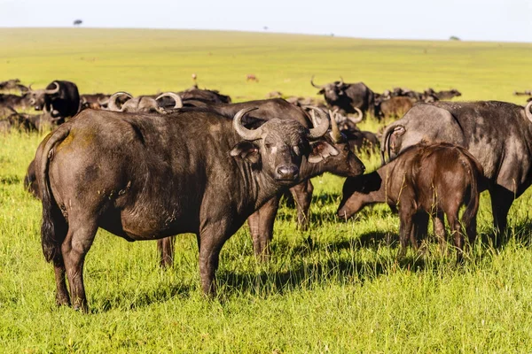 Early morning light on a herd of buffalo — Stock Photo, Image