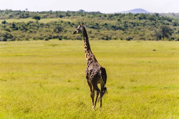 Jirafa caminando por los pastizales (Masai Mara; Kenia ) — Foto de Stock