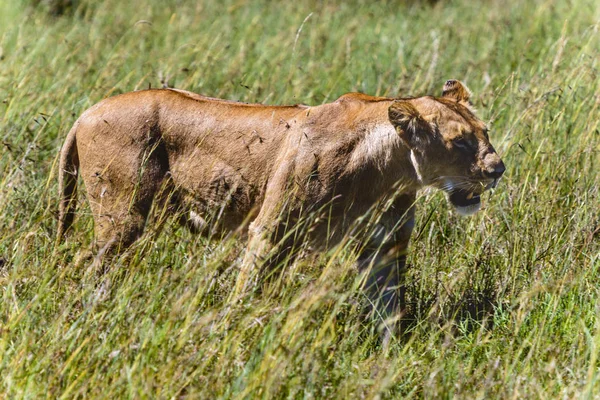Image of a female lion on nature background. Wild Animals. — Stock Photo, Image