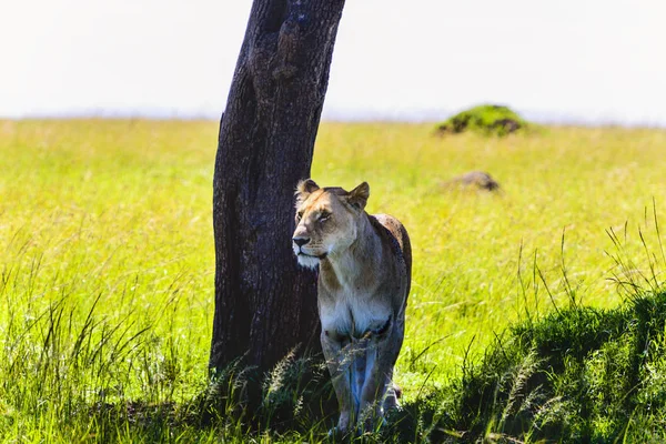Dişi aslan doğa arka plan üzerinde görüntü. Vahşi hayvanlar. — Stok fotoğraf