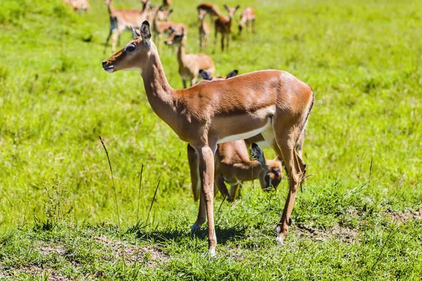 Een mooie Topi antelope over het groen grasland — Stockfoto