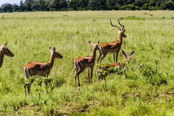 A beautiful Topi antelope on the green grassland — Stock Photo, Image