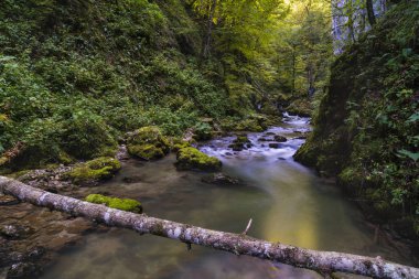 şelale sarı tuşlar aracılığıyla bir dağ nehir üzerinde. Romanya