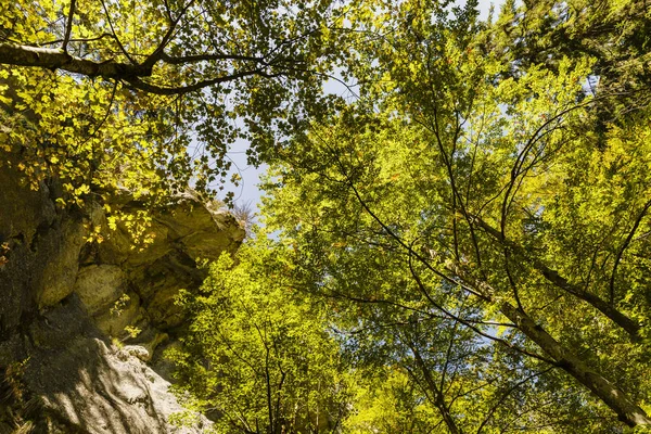 Bosque de montaña con árboles vistos de abajo hacia arriba — Foto de Stock