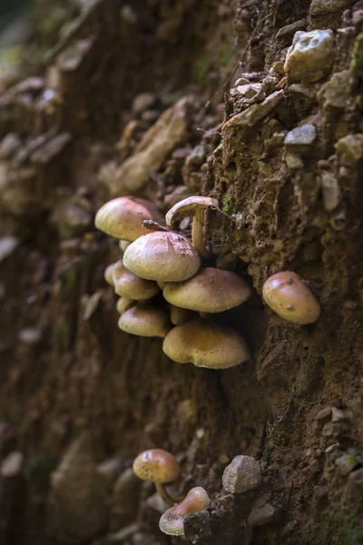 Mel cogumelos cluster na floresta, close-up tiro — Fotografia de Stock