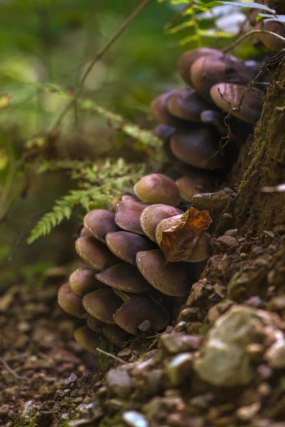 Honey mushrooms cluster in the forest, closeup shot — Stock Photo, Image