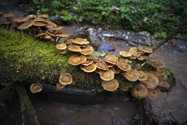 Honey mushrooms cluster in the forest, closeup shot