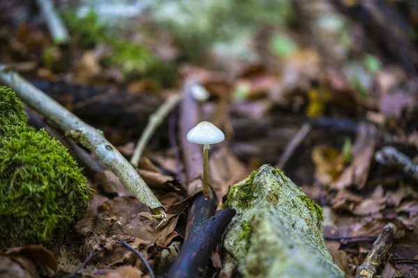 Bellissimo cofano (funghi Mycena renati), tossico — Foto Stock