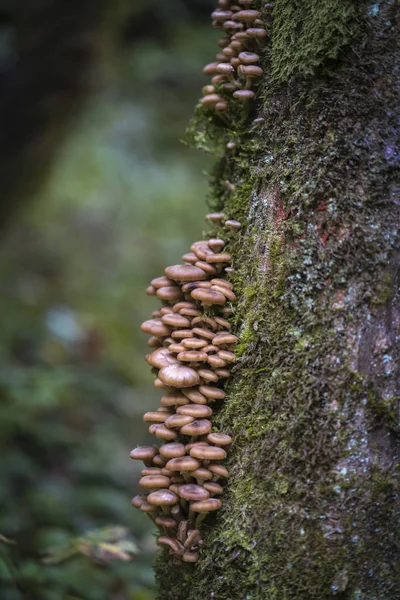 Tatlım mantar kümesinde (Armillaria ostoyae) ağaç kabuğu