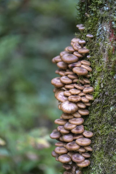 Agrupamento de cogumelos de mel (Armillaria ostoyae) em casca de árvore — Fotografia de Stock