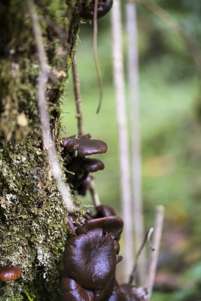 Cogumelos agáricos marrons, passado o seu tempo de colheita — Fotografia de Stock