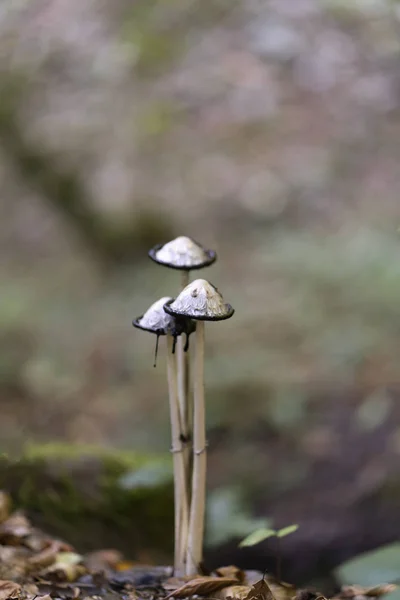 Lawyer's wig (inkcap) edible mushroom, Coprinus comatus — Stock Photo, Image