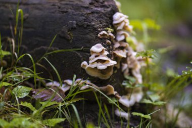 Bir ağaç kütüğünde büyüyen parazit mantar kolonisi.