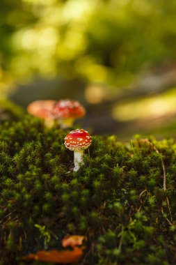 Zehirli ve halüsinojen mantarlı Amanita muscaria.