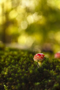 Zehirli ve halüsinojen mantarlı Amanita muscaria.