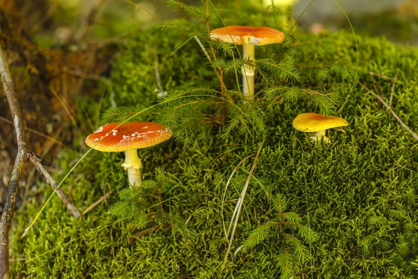 Seta tóxica y alucinógena Amanita muscaria en primer plano —  Fotos de Stock