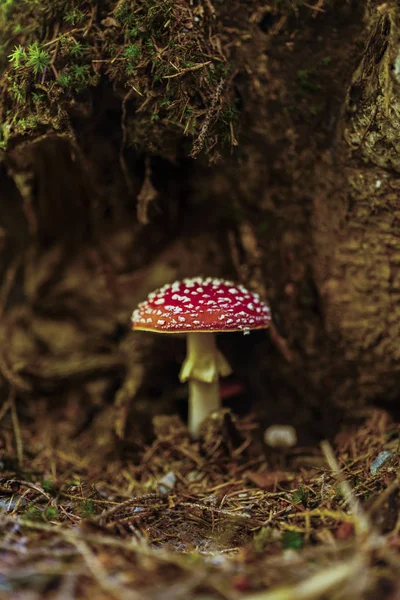 Toksyczne i halucynogenne grzyby Amanita muscaria w zbliżeniu — Zdjęcie stockowe
