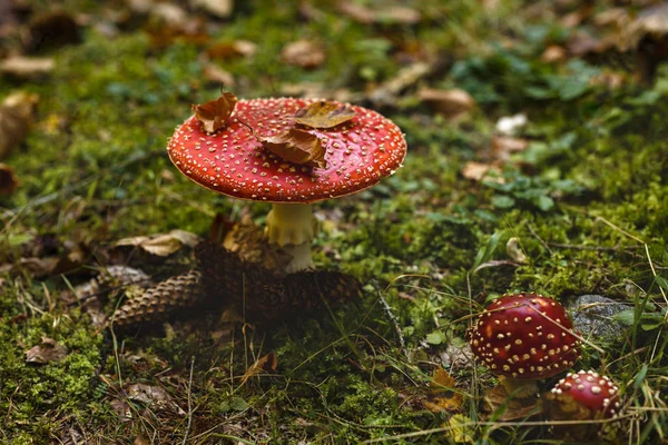 Toksyczne i halucynogenne grzyby Amanita muscaria w zbliżeniu — Zdjęcie stockowe