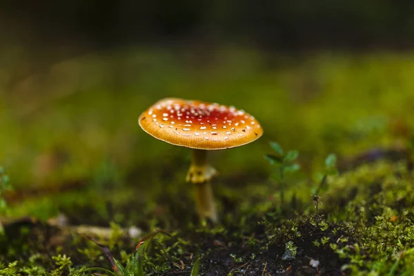 Giftiger und halluzinogener Pilz Amanita muscaria in Großaufnahme — Stockfoto
