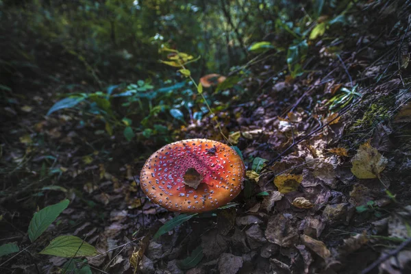 Toxic and hallucinogen mushroom Amanita muscaria in closeup — Stock Photo, Image