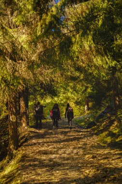 Ormanın içinden hiking turist grup
