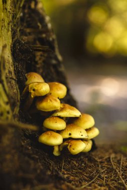 Tatlım mantar küme ormanda, closeup vurdu