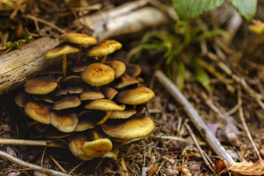 Tatlım mantar küme ormanda, closeup vurdu