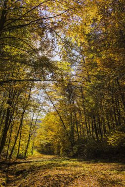 Toprak yol üzerinden canlı sonbahar manzara