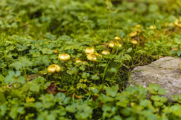 Honey mushrooms cluster in the forest, closeup shot — Stock Photo, Image