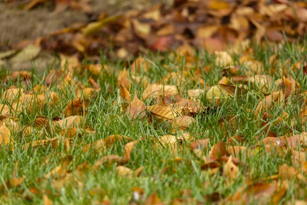Image abstraite avec des feuilles brunes dans l'herbe verte — Photo