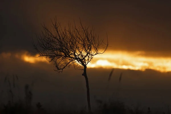 Günbatımında ağacında silueti ile soyut resim — Stok fotoğraf