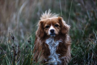 bir sokak köpeği çim ile