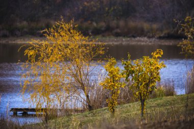Autumnal Park 'ta. Sonbahar Ağaçları ve Göl