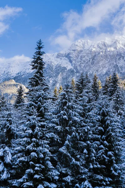 Beautiful winter landscape with Carpati Piatra Craiului mountain