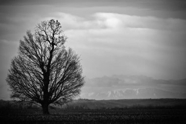 büyük bir ağaç yaprakları bir alanda izole olmadan