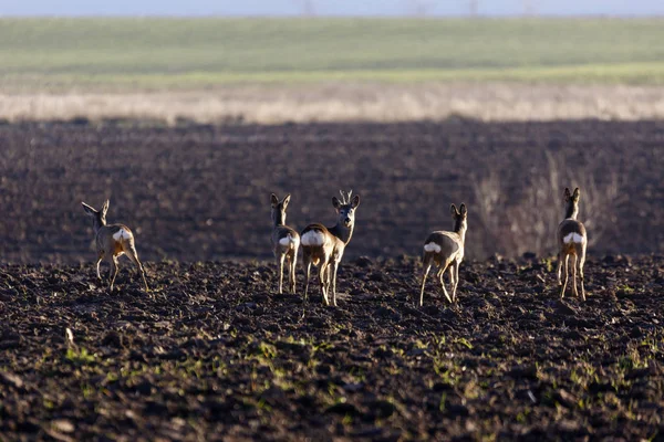 Groupe de cerfs sur un champ agricole — Photo