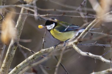 Büyük baştankara (Parus major) bir dal üzerinde tünemiş