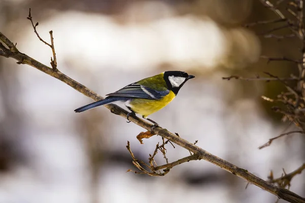 Μεγάλη tit (Parus μεγάλων) σκαρφαλωμένο πάνω σε ένα κλαδί — Φωτογραφία Αρχείου